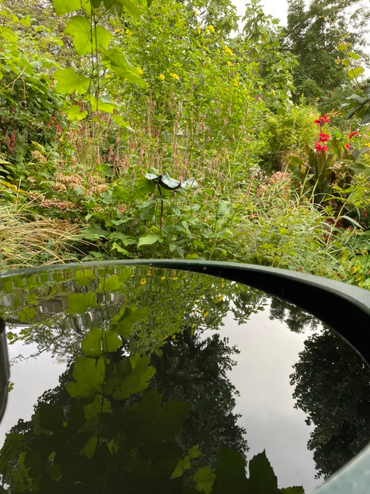 Ecologisch Verantwoorde Planten voor Drukke Stadsbewoners: Onderhoudsarme Tuinopties voor Onze Nederlandse Natuur!