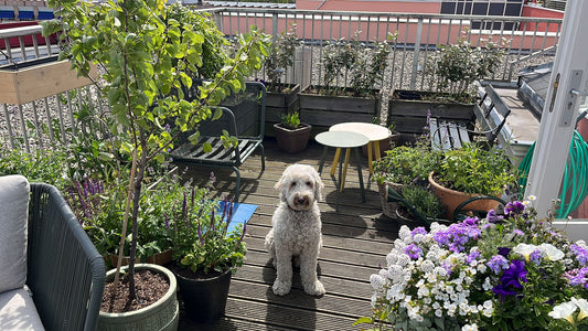 8 Duurzame Ideeën voor Kleine Stadstuinen: Creëer een Groene Oase met Respect voor de Natuur!