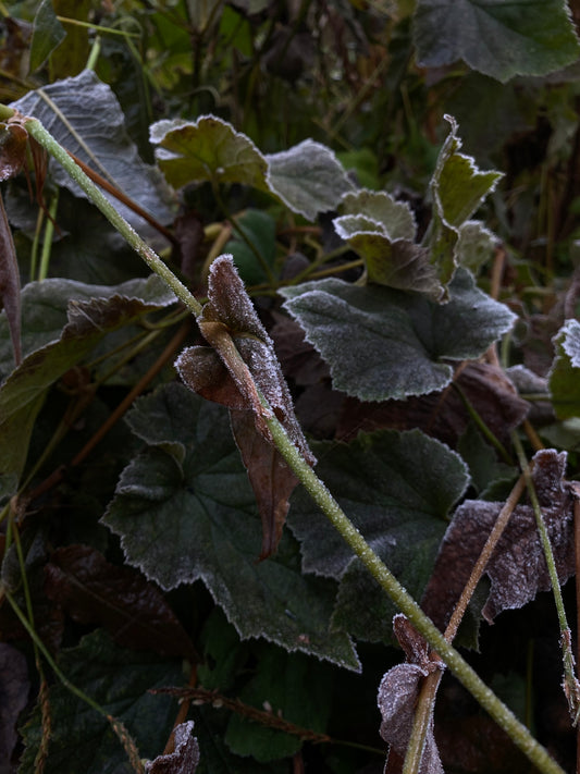 Groene bescherming: winterse tuinverzorging voor een stralende lente