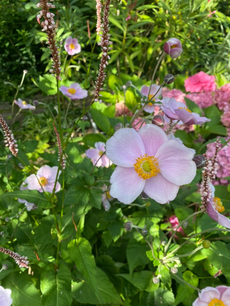 Beplantingsplan bloemen