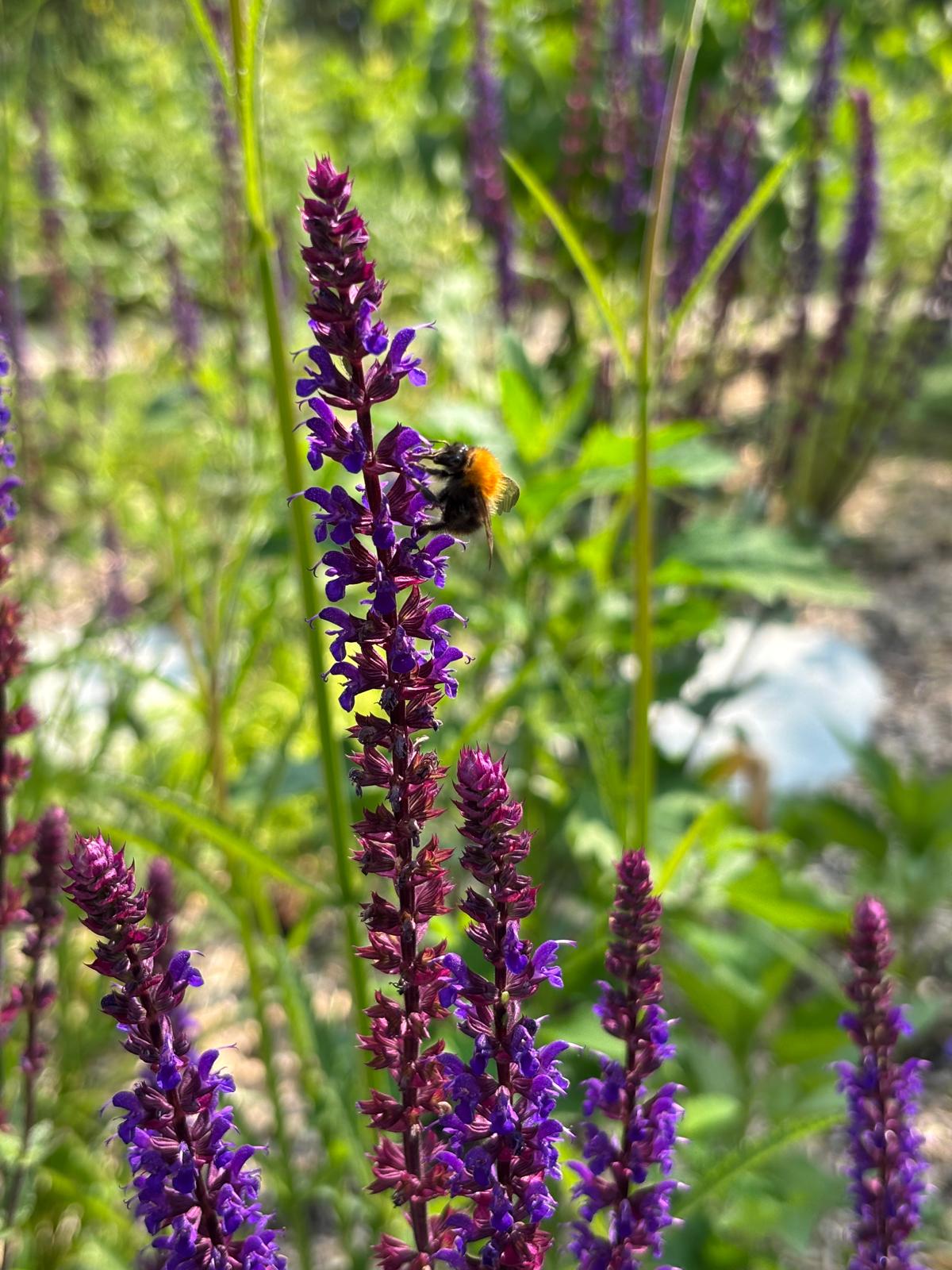 Bloeiende plant in ecologische tuin met zichtbaar leven in de tuin
